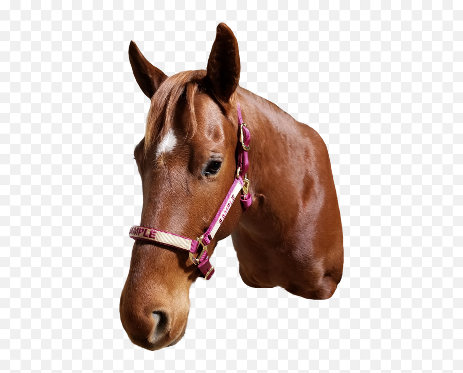 Custom Monogrammed Horse Halter - Horse Halters Custom Emoji,Wheelchair Emoji Overlays