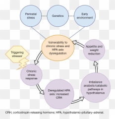 The Neurobiology Of Trauma And Eating Disorders Springer - Sharing Emoji,Biopsychology Brain Scan Shows Emotion