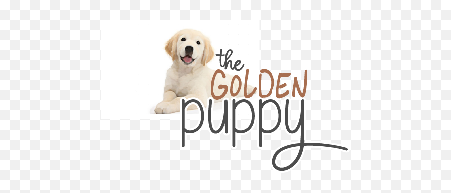 The Golden Puppy Available Akc Puppies - Language Emoji,Happy Birthday Emoticons With Labrador Retriever