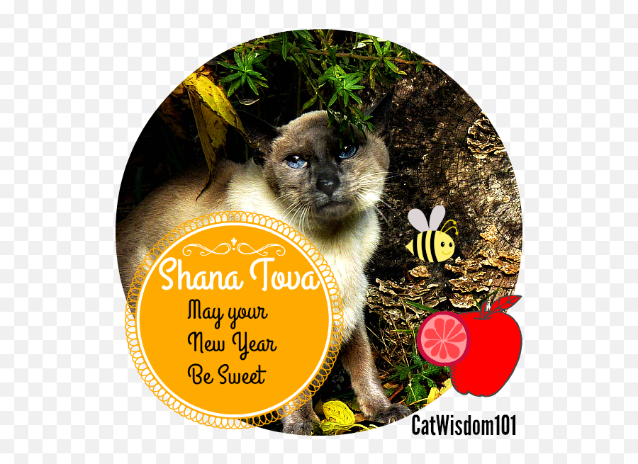 Cat Wisdom 101 - Shana Tova Cat Emoji,Jewish Emojis