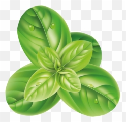 Basil Png Transparent Image - Freepngdesigncom Basil Png Emoji,Hotcocoa Emoji Png