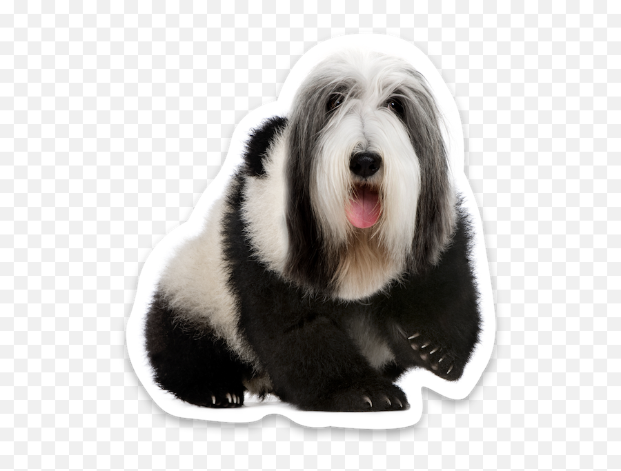 Animal Mashup Stickers - Giant Panda Picture With No Background Emoji,Old English Sheep Dog Emoji