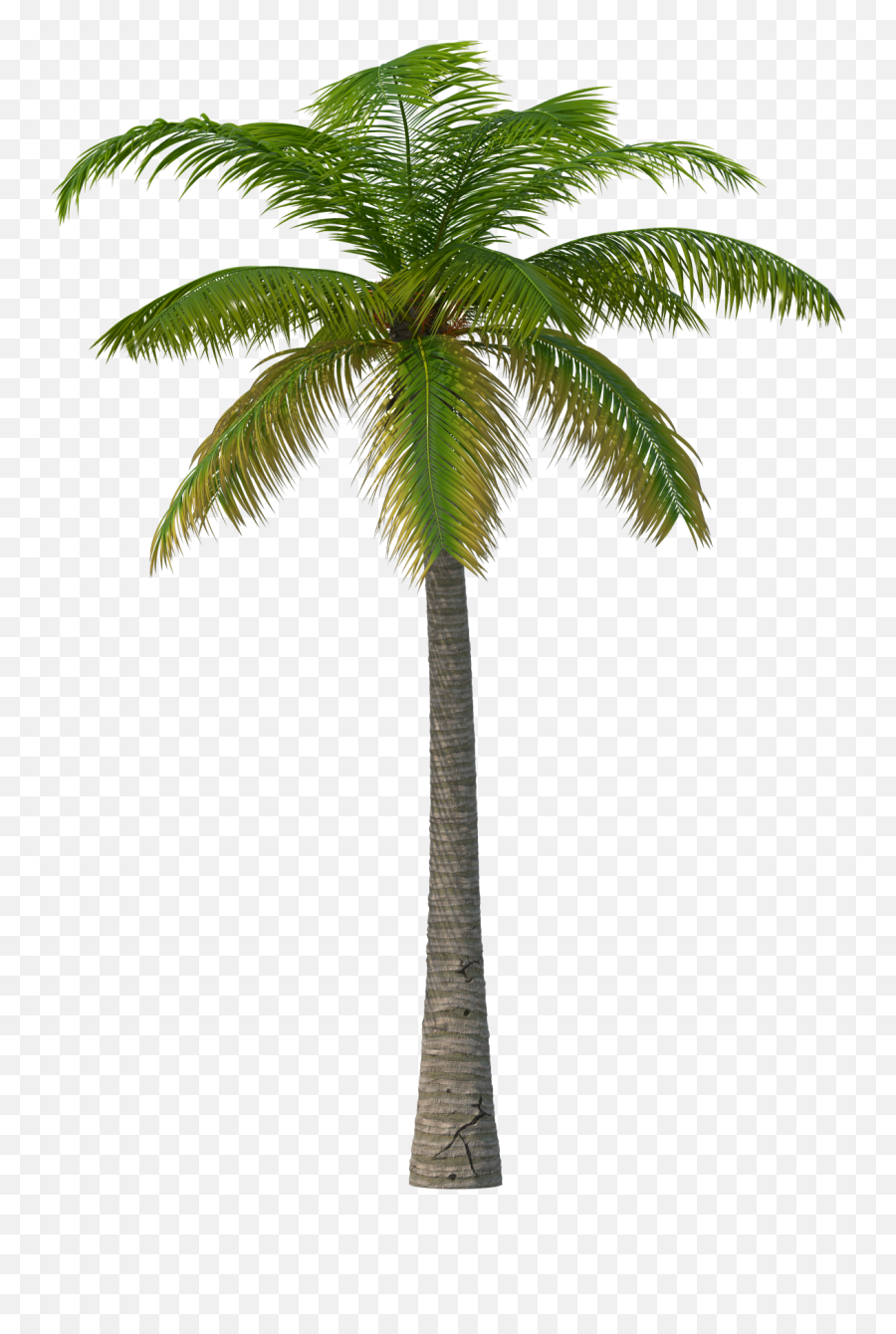 Palm Tree Png - Transparent Palm Tree Jpg Emoji,What Do Three Palm Tree Emojis
