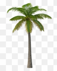 Palm Tree Png - Transparent Palm Tree Jpg Emoji,What Do Three Palm Tree Emojis