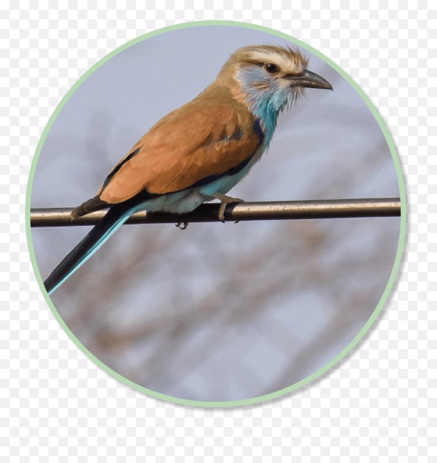 Ideas Are There To Impress - Racket Tailed Roller Emoji,Emotion Rollers