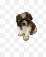 The Most Edited - Shih Tzu Emoji,Shih Tzu Emoji Smile I Love You