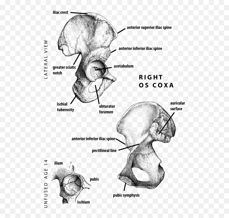 Skeletal Assessments An Alternate Approach Emoji,P. Blank (ed.), Physiological Correlates Of Emotion. (pp. 205–227). New York, Ny: Academic Press