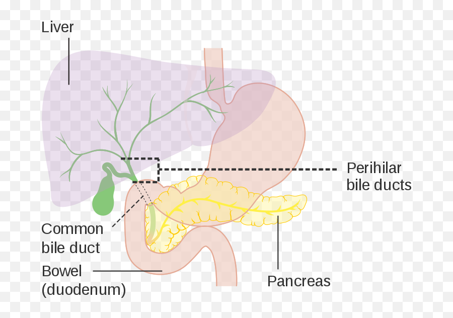 Liver - Cbd In Medical Term Emoji,Liver And Emotions