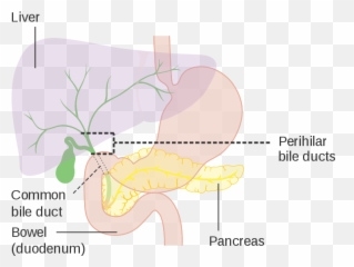 Liver - Cbd In Medical Term Emoji,Liver And Emotions