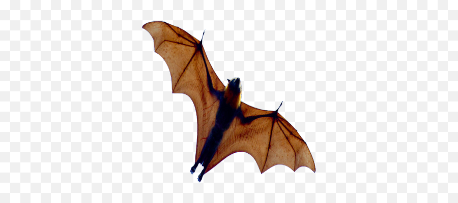 350x350 Transparent - Clear Background Bats Png Emoji,Bat Emoji Png