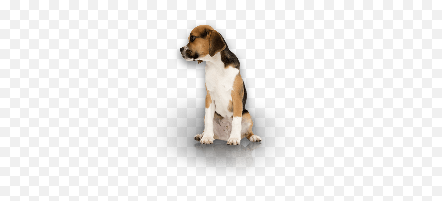 Training Services Fortmyer South West Florida Dog Training - American Foxhound Emoji,Licking Puppy Emoticon