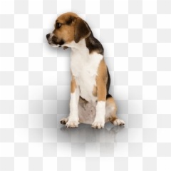 Training Services Fortmyer South West Florida Dog Training - American Foxhound Emoji,Licking Puppy Emoticon