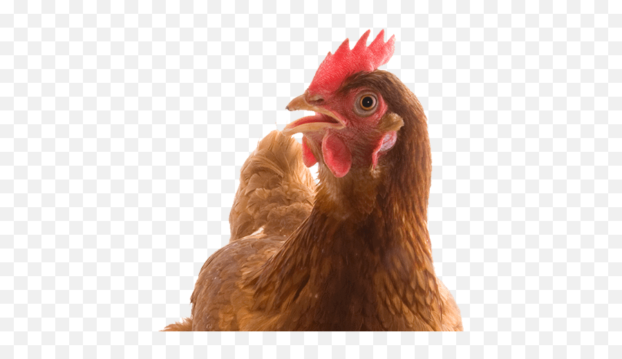 Grandpas Feeders Automatic Chook Feeders - External Fertilization Chicken Emoji,Facebook Emotions Chickens