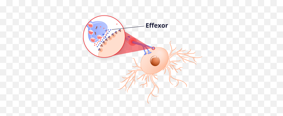 Effexor Approved And Off - Label Uses Dosages And Warnings Emoji,Medicating Women's Emotions Nyt Effexor Approved And Off - Label Uses Dosages And Warnings Emoji,Medicating Women's Emotions Nyt