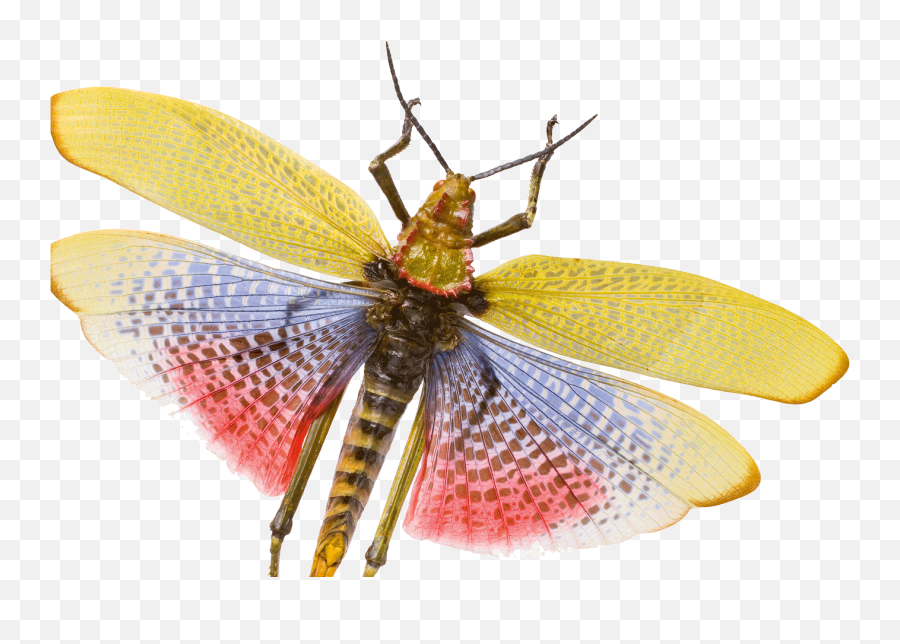 The Worldu0027s Most Interesting Insects Science Smithsonian Emoji,Animated Emoticon Big Insect