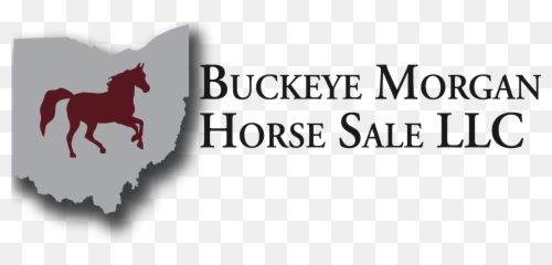 2019 Sale Results Buckeye Morgan Horse Sale Emoji,Mustang 3 Sweet Emotion