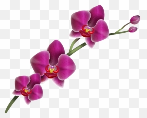 Purple Clipart Image Gallery Clip Art - Transparent Purple Orchid Png Emoji,Orchid Emoji