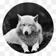 User Blogxxlethalofunholyfatexxthe Beyond Animal Groups Emoji,Animaljam Peace Emoji T