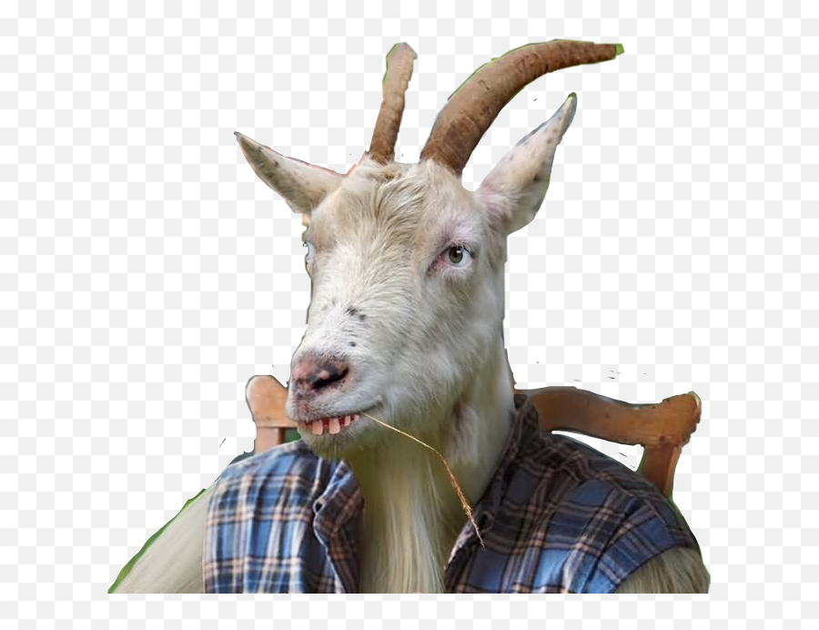 Goat Goats Billygoat Billy Sticker By Gonecountry0710 - Goat With Funny Face Emoji,Goat Emoji