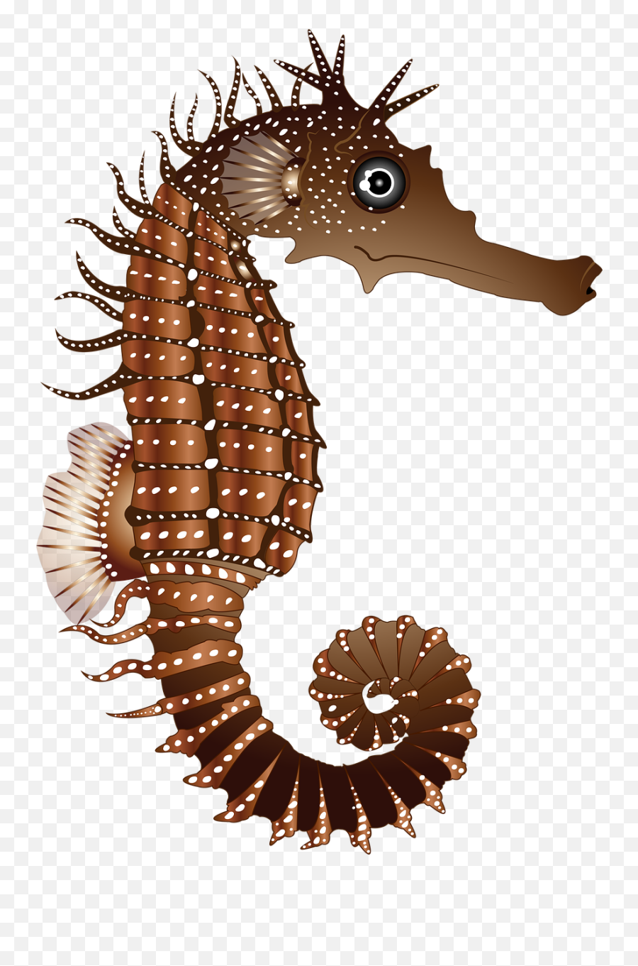 Caballito De Mar Brown Naturaleza - Gambar Kuda Laut Animasi Emoji,Tipo De Espanol Sehorse Emoji
