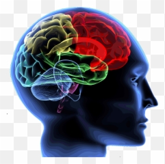 Publications Psichi - Brain Transparent Emoji,Opponent-process Theory Of Emotion Psychology