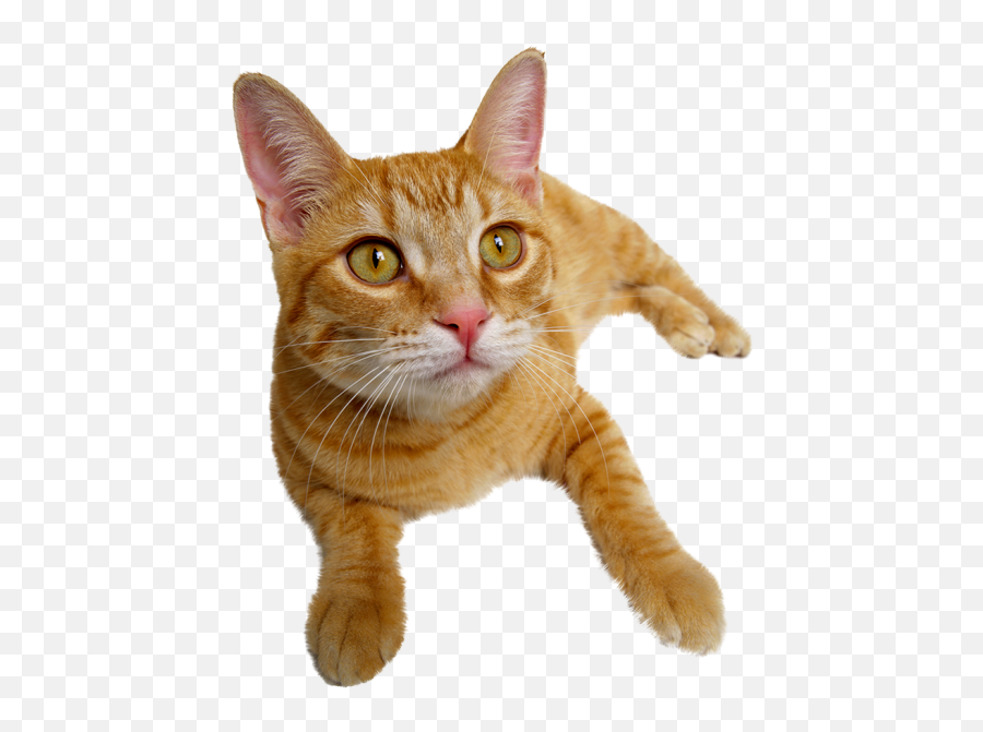 Fastest Cat Face Png Emoji,Kitten Face Emoticon