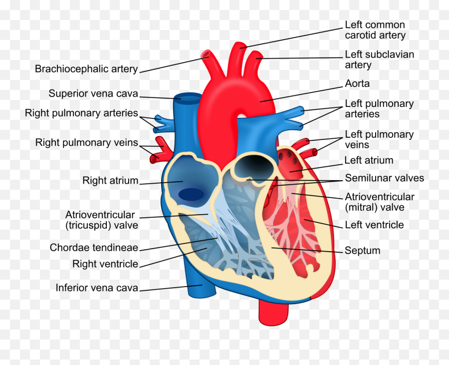 Body Organs Maps And Diagrams Science Trends - Labeled Diagram Of The Heart Emoji,Emotions In The Body Map