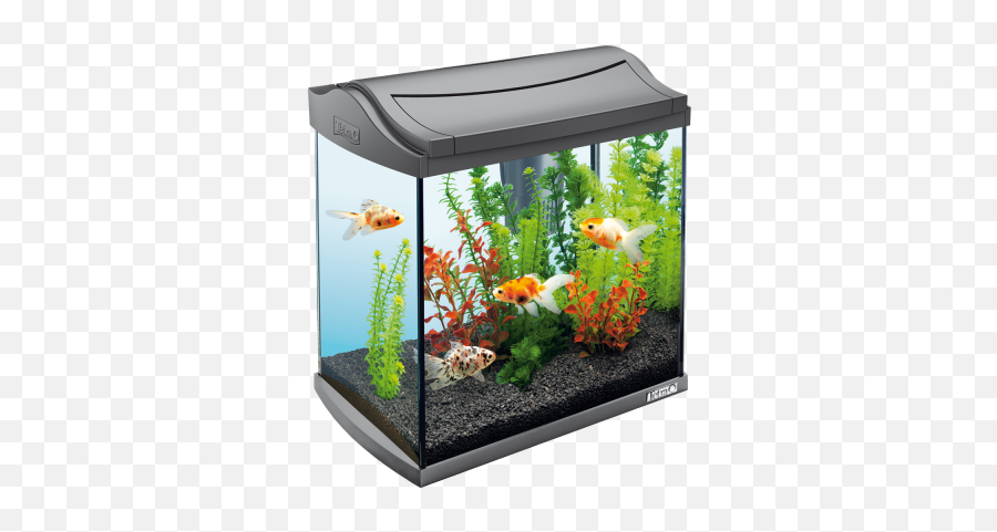 Aquarium Fish Tank Png Images 37png Snipstock Emoji,Fishtank Emoticon For Facebook