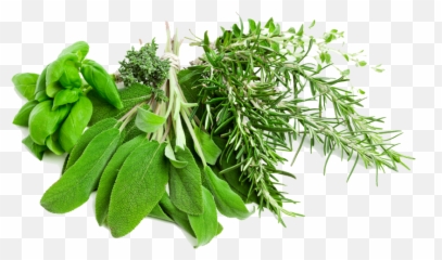Leaf Herbs Png Image Png Mart Emoji,Leaf Sprig Emoji