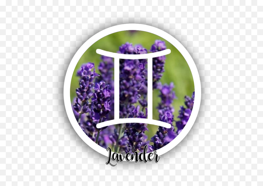 Best Herbal Correspondences To Boost Your Zodiac Sign - English Lavender Emoji,Gemini And Emotions