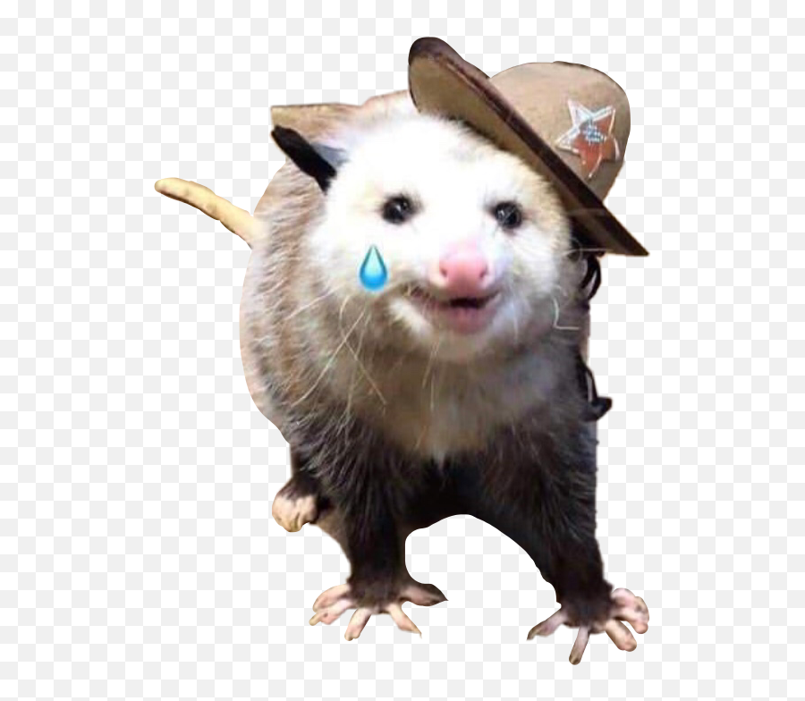 Opossom Animal Possum Sticker - Costume Hat Emoji,Possum Emoji