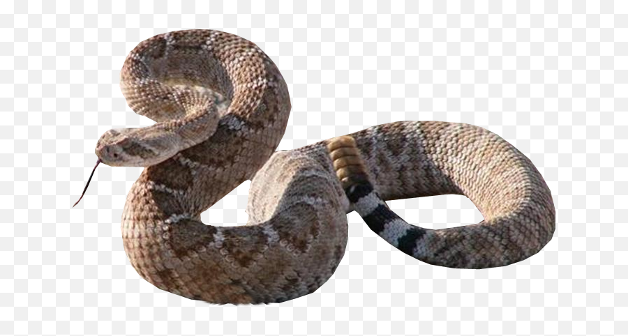 Cascabel - Serpent Emoji,Rattlesnake Emoji