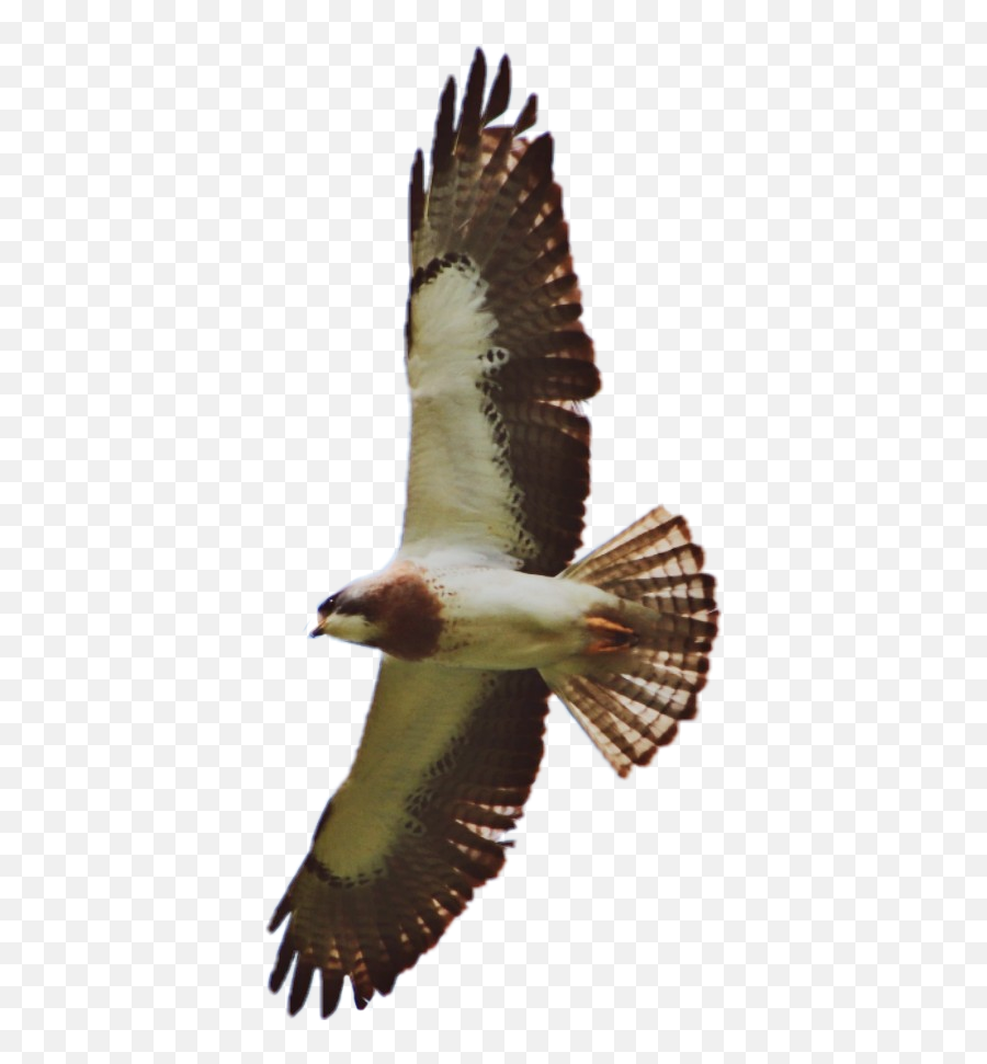 Bird Hawk Flying Sticker - Falcon Emoji,Hawk Emoji