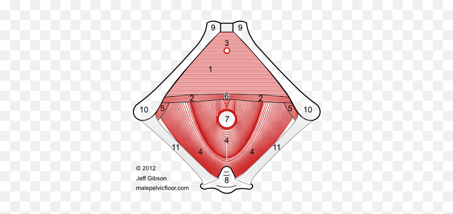 Male Pelvic Floor Advanced Massage And Bodywork - Dot Emoji,Fascia As Tissue Of Emotion