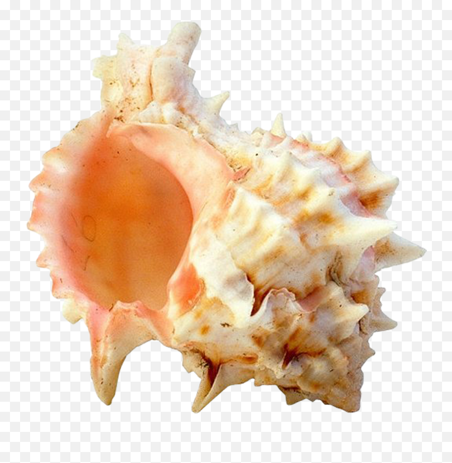 1020x1000 Emoji,Seashell Emoji