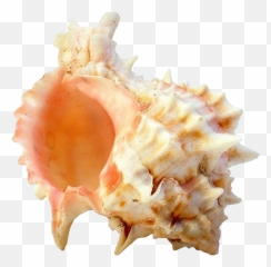 1020x1000 Emoji,Seashell Emoji