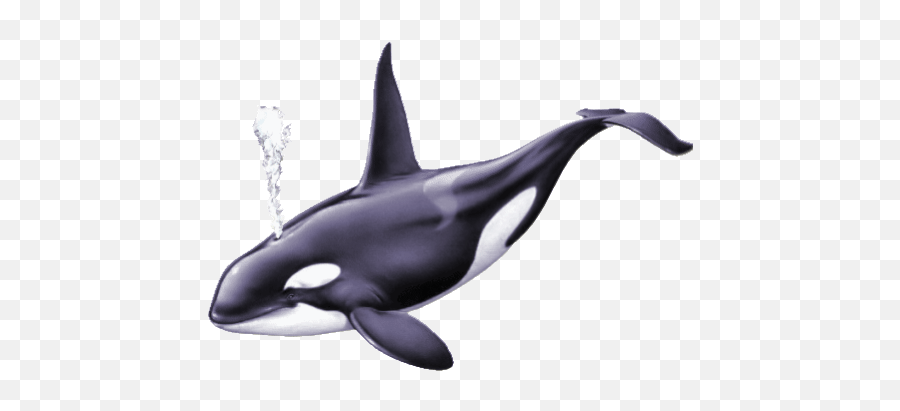 Top Killer Whale Gif Stickers For - Killer Whale Gif Transparent Emoji,Orca Emoji