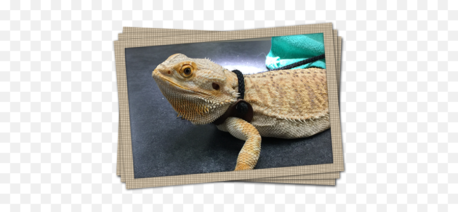 Little Critters Veterinary Hospital - Central Bearded Dragon Emoji,Bearded Dragon Emotions