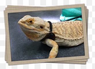 Little Critters Veterinary Hospital - Central Bearded Dragon Emoji,Bearded Dragon Emotions