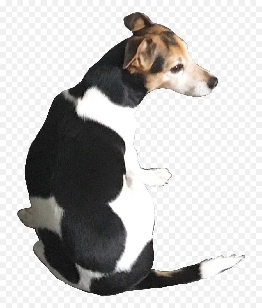 Cute Jackrussellterier Sticker By Katrin Teneues - Collar Emoji,Jack Russell Emoji