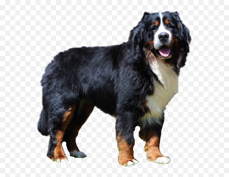 Dog Dogsofpicsart Sticker - Huge Emoji,Bernese Mountain Dog Emoji