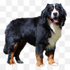 Dog Dogsofpicsart Sticker - Huge Emoji,Bernese Mountain Dog Emoji
