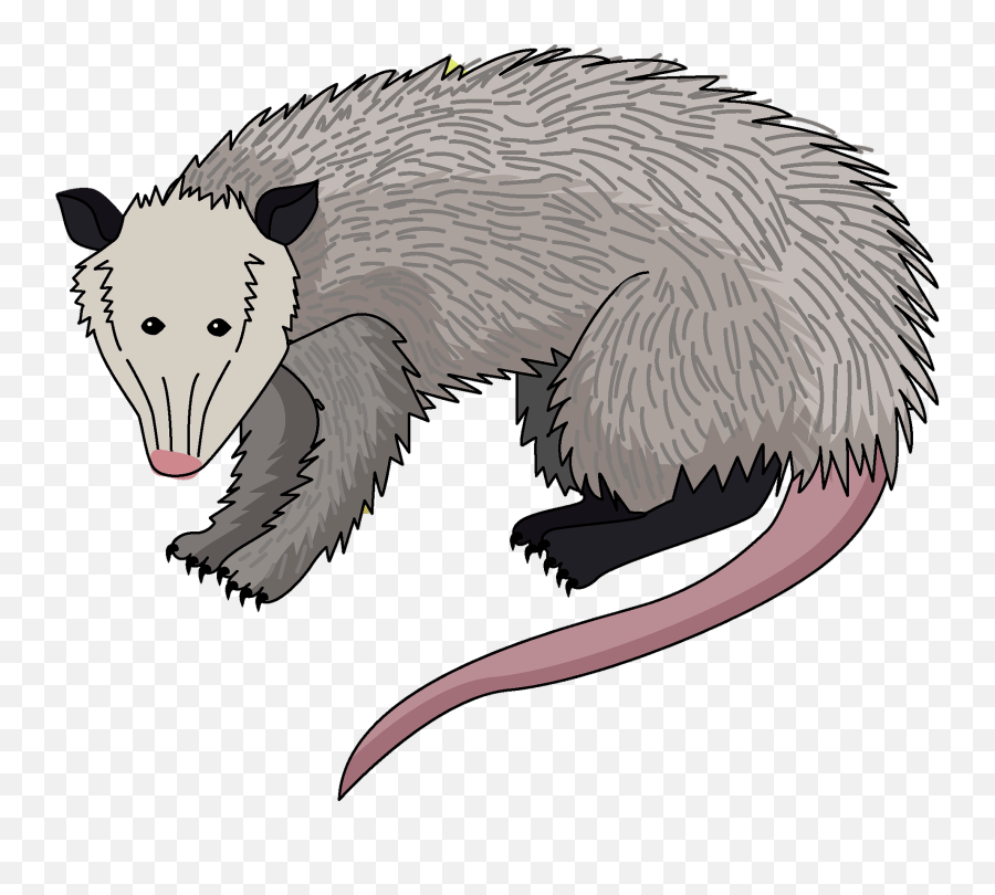 Possum Clipart - Possum Clipart Png Emoji,Possum Emoji