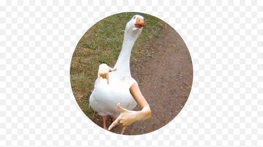 Funny Animal Memes - Human Bird Hybrid Emoji,Silly Goose Emoji