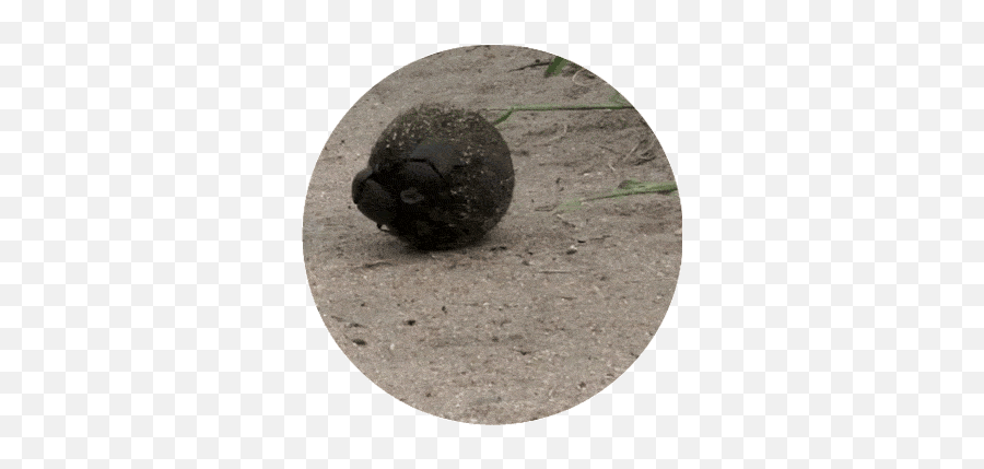 Top Dung Beetle Stickers For Android U0026 Ios Gfycat - Dry Emoji,How To Get A Roach Emoji
