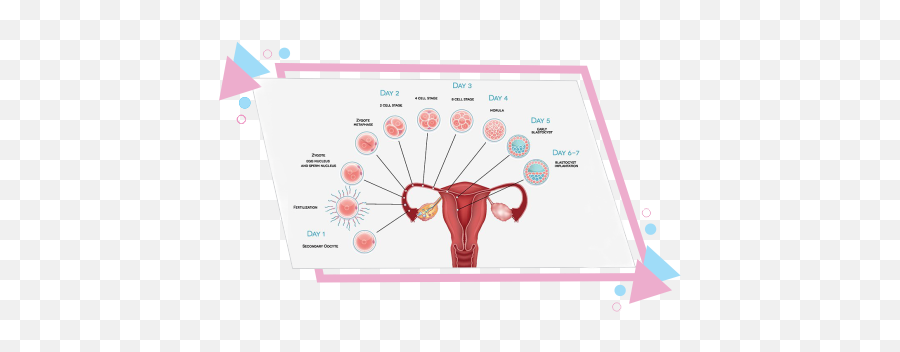 Blastocyst Culture Fertility Treatment - Kind Of Spotting Is Normal In Early Pregnancy Emoji,Work Emotion T7r Wheels Mgm