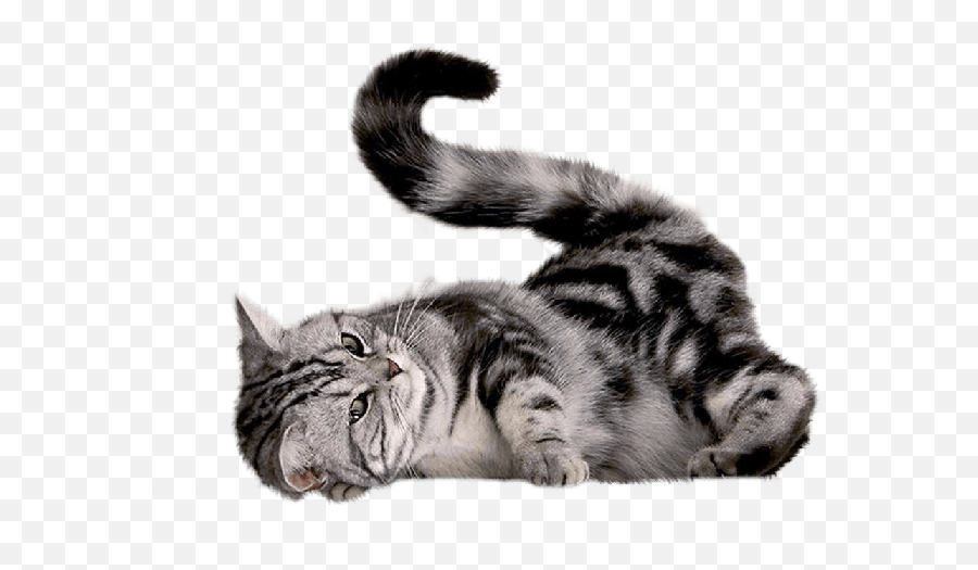 43 Cat Png Image Download Picture Kitten - Cat Playing Png Emoji,Grey Tabby Emojis