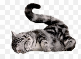 43 Cat Png Image Download Picture Kitten - Cat Playing Png Emoji,Grey Tabby Emojis