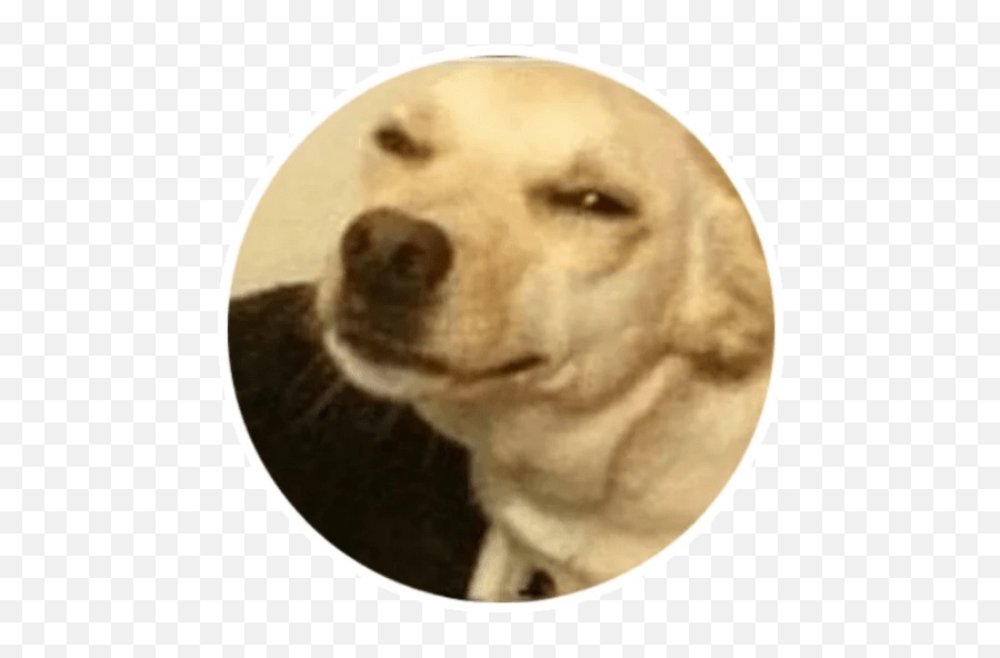 Wholesome Animals Stickers - Live Wa Stickers Labrador Retriever Emoji,Wholesome Meme Emojis