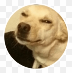 Wholesome Animals Stickers - Live Wa Stickers Labrador Retriever Emoji,Wholesome Meme Emojis